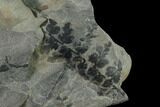 Fossil Flora (Sphenopteris & Lycopodites) Plate - Kentucky #138538-2